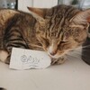 Логотип телеграм канала @mafiaselfmadenews — 👨‍💻 Новости Славика!