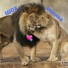 Telegram kanalining logotibi maftunabunu — ❤️❤️БАХТИМИЗ БЕКАТИ💋💋