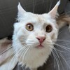 Логотип телеграм канала @magic_by_alina — Только между нами 🐈