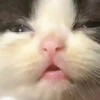 Логотип телеграм канала @magnitcringe — Магнит Кринжа 🐈