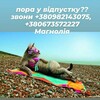 Логотип телеграм -каналу magnoliatour_cherkasy — Гарячі путівки "МАГНОЛІЯ"🌴🌴🌴✈️