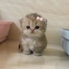 Логотип телеграм канала @mahrovimizantropy — Махровая мизантропия