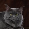 Логотип телеграм канала @maincoon_elencoon_nsk — Питомник мейн-кунов Elencoon в Новосибирске