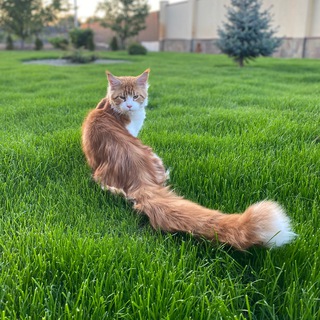 Логотип телеграм канала @maincoonapelsin — Mainecoon Apelsin