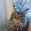 Логотип телеграм канала @maine_coon_mama — Мейнкуномама курилка 🐱🐈🐈‍⬛🦁