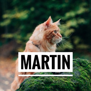 Логотип телеграм канала @mainecoon_martin_spb — Мейн кун MARTIN | вязка мейнкунов СПб