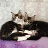 Логотип телеграм канала @mainecoon_kittens — Котята мейн куны