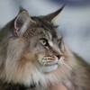 Логотип телеграм канала @mainecoon_wline — Мейн-кун питомник WINNERSLINE