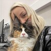 Telegram channel Mainecoon Kittens logo