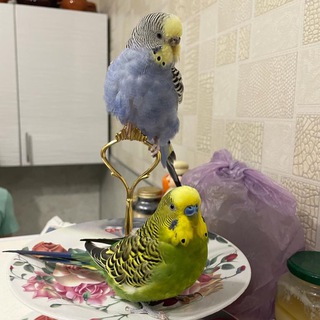Логотип телеграм канала @major_i_muza — Мажор и Муза🦜