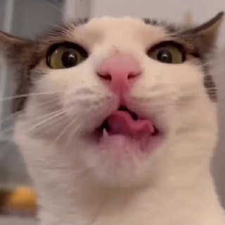 Telegram channel Максим и котики ✔ logo