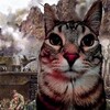 Логотип телеграм канала @malinwo — Malin?