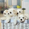 Логотип телеграм канала @maltesekrd — Maltese Mood