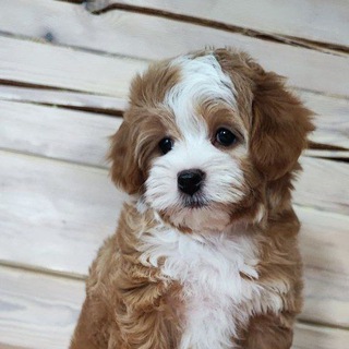 Логотип телеграм канала @malti_pushka — Malti_pushka❤️ ❤️ ( Мальтипу щенки Maltipoo) кавапу и пуделя.