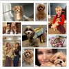 Логотип телеграм канала @maltipoo_aleksandra — Мальтипу F1 щенки|Мальтипу Выпускники