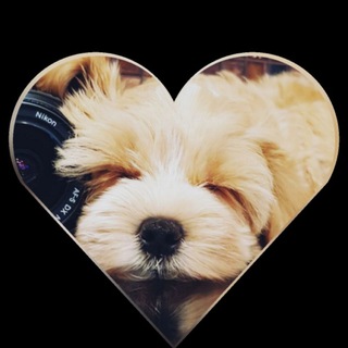 Логотип телеграм канала @maltipooland — MALTIPOO LAND🐾MyPoo_Moscow🐾