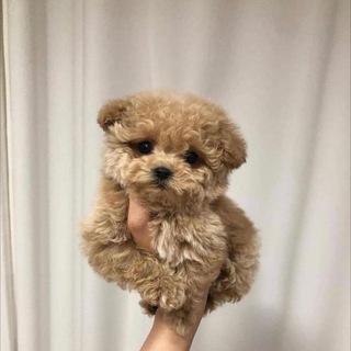 Логотип телеграм канала @maltipoomini — Мальтипу🧸 Москва