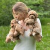 Логотип телеграм канала @maltipooshkihome — Maltipooshki.home