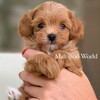 Логотип телеграм канала @maltipooworld — Maltipoo World Club