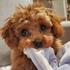 Логотип телеграм канала @maltipudel — Мальтипушная 🐶 Той-пудель и Мальтипу