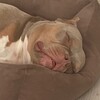 Логотип телеграм канала @malysh_bully — Малыш Булли🐶