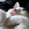 Логотип телеграм канала @mamakosha — Кошкины заморочки
