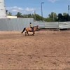 Логотип телеграм канала @mamkin_konnik — мамкин конник🐴