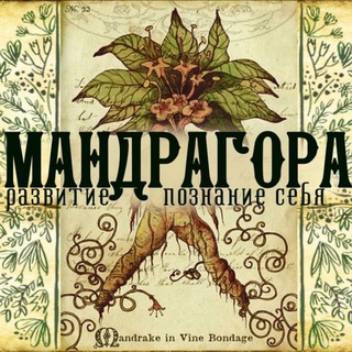 Логотип телеграм канала @mandragora_baza — Мандрагора