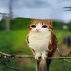 Логотип телеграм канала @maniga999 — Манига