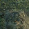 Логотип телеграм канала @manul_manul_manul — manuls