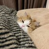 Logo of telegram channel manycatss0 — many many many many many cats
