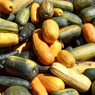 Логотип телеграм канала @maplab — СельхозЭстетика