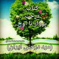 Telgraf kanalının logosu mardederakhtiiran — مرد درختی ایران