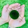 Логотип телеграм канала @marimo_spb — MariMo