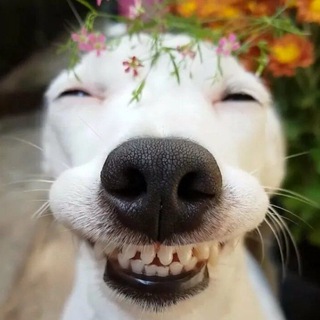 Логотип телеграм канала @marinaakambaeva1 — мемасы в массы