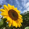 Логотип телеграм канала @marinasadsvoimirukami — Марина🌻Сад своими руками