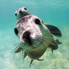 Logo of telegram channel marine_animals_omg — Морские Животные