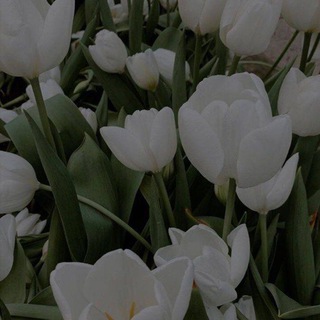 Логотип телеграм канала @marjonas_blog — ДНЕВНИК СТАРШЕКЛАССНИЦЫ📚