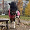 Логотип телеграм канала @markushaadog — Четыре с хвостиком 🐕🐎