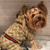 Логотип телеграм канала @markusshop — Markus shop Одежда для собак