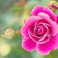 Telegram channel 🌷المرأة والثقافة الزوجية🌷 logo