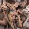 Логотип телеграм канала @marsioricattery — Питомник Marsiori 🐾 ориентальные кошки