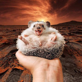 Логотип телеграм канала @martian_hedgehog — МАРСИАНСКИЙ ЁЖИК