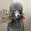 Логотип телеграм канала @marusya_the_caniche — 🐩 МАРУСЯ 🐩