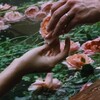 Логотип телеграм канала @mashasflowers — Собираем цветы