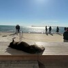 Логотип телеграм канала @matbeubrat — Сергей Матвеев 🏖️Директор Адлера🐈