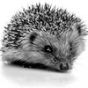 Логотип телеграм канала @math_hedgehog — Ёжик в матане