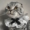 Логотип телеграм канала @matikins — Матик