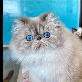 Логотип телеграм канала @matiolla69 — MATIOLLA