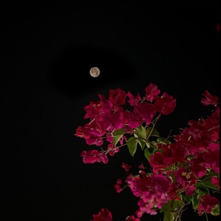 Логотип телеграм канала @mawlaaa1 — 𝓂’